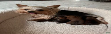 dollface Yorkie female 2