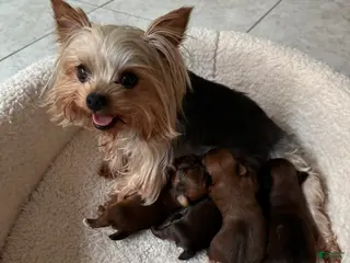Yorkshire Terrier dogs for sale: dollface Yorkie female 2 - Ad 2
