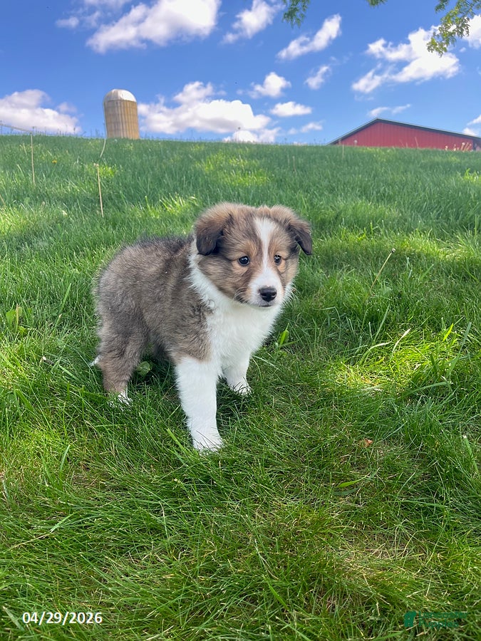 Shetland Sheepdog dogs Bennett - Ad 1