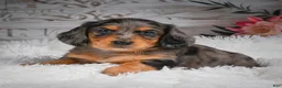Miniature Dachshund dogs for sale: AKC-Hudson - Ad 4