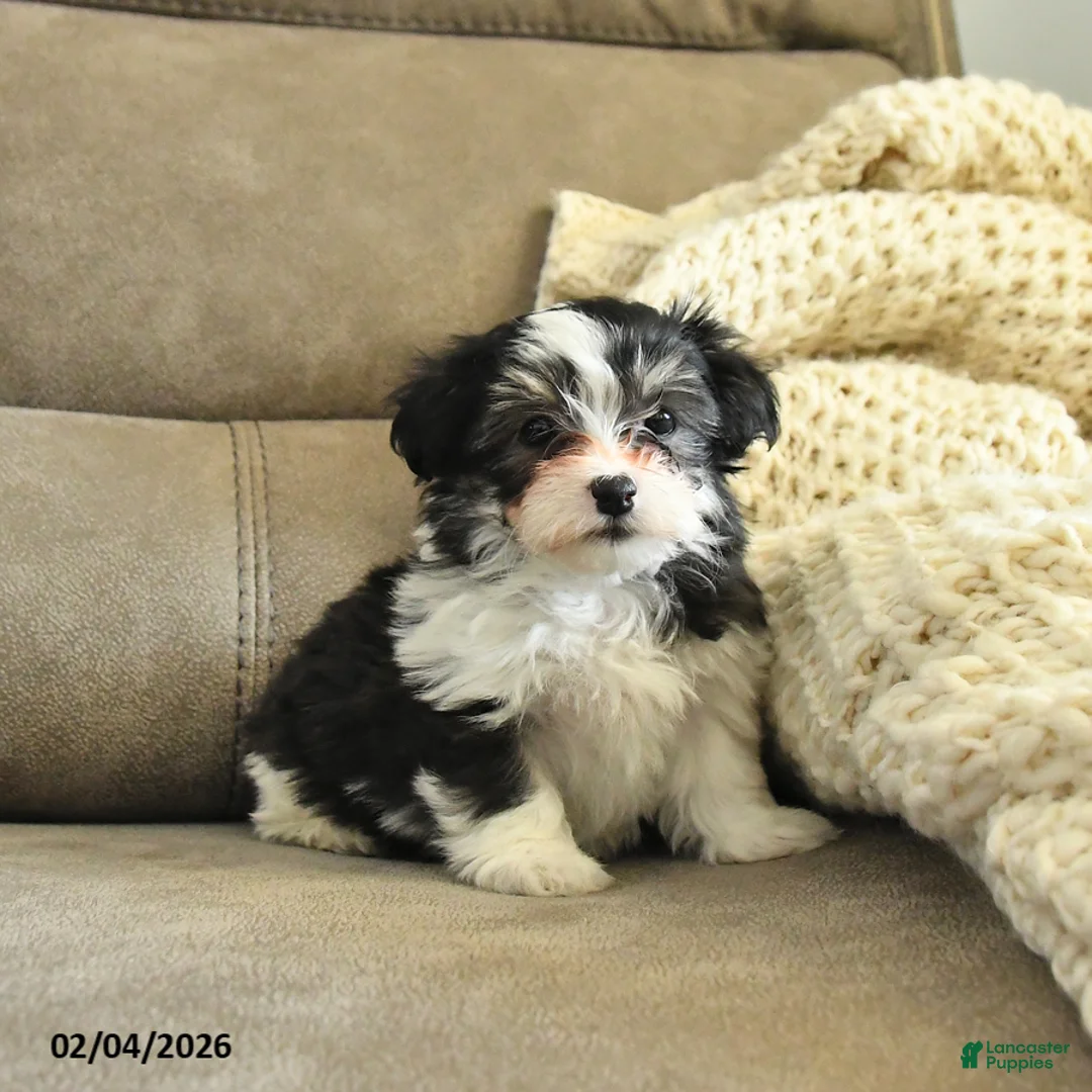 Havapoo dogs for sale: Holly - Ad 2