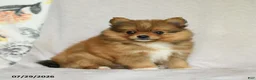 Pomeranian dogs for sale: Bouncer - Ad 1