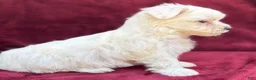 Maltese dogs for sale: Lolly - Ad 4
