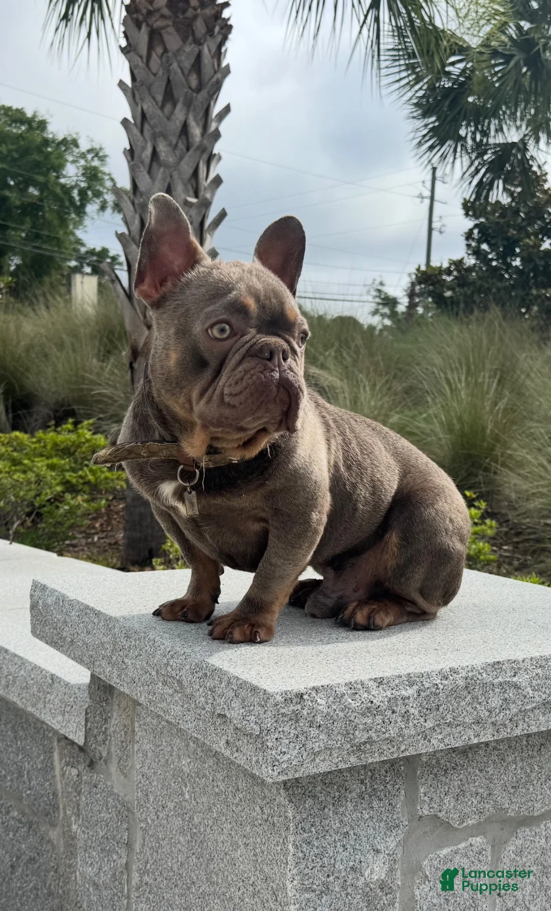 French Bulldog dogs for stud: Vinny (stud service) - Ad 3