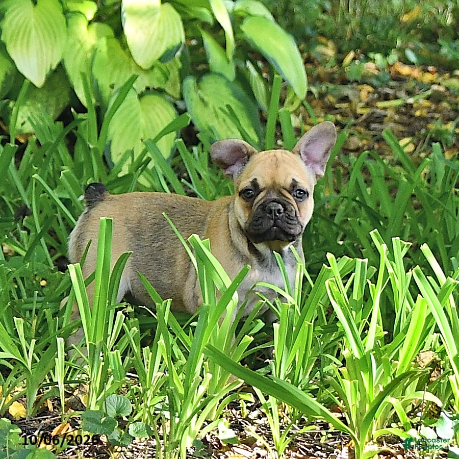 French Bulldog dogs Bella   - Ad 2