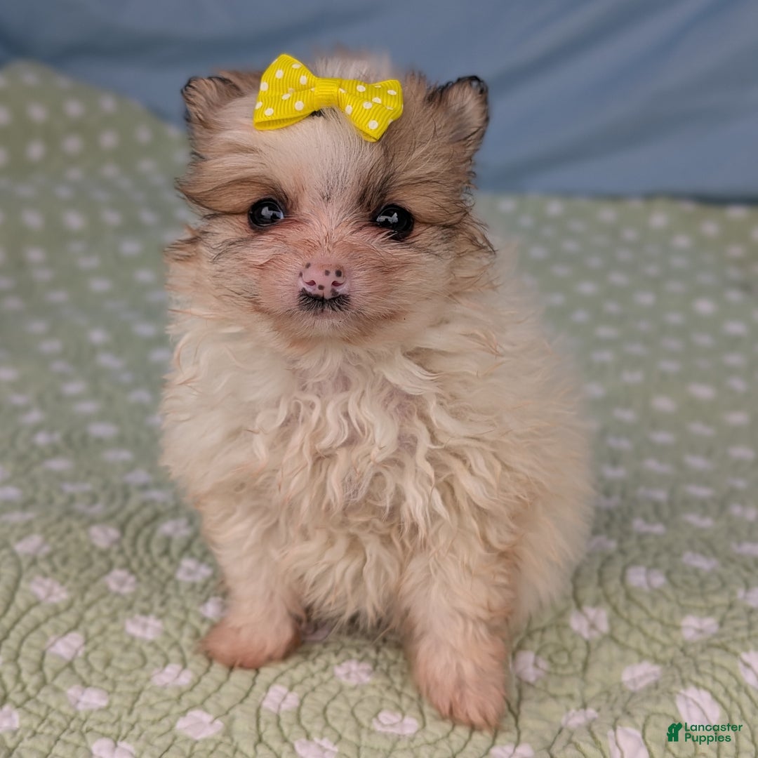 Pomeranian dogs for sale: Flicker - Ad 5