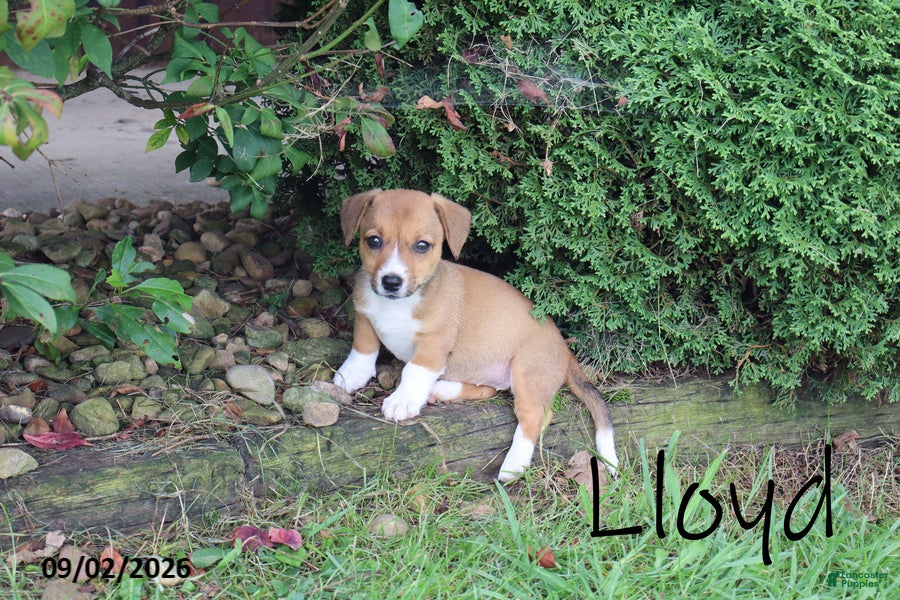 Mixed Breed dogs Lloyd - Ad 24