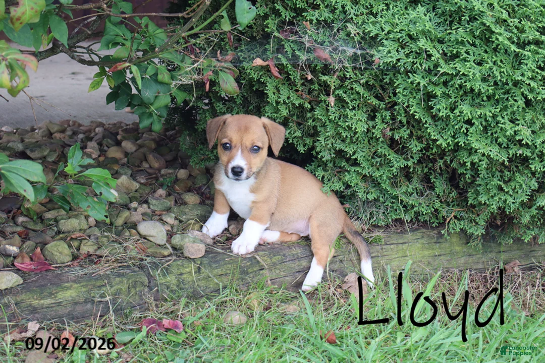 Mixed Breed dogs for sale: Lloyd - Ad 1