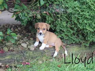 Mixed Breed dogs Lloyd - Ad 24
