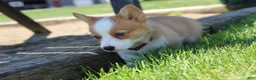 Welsh Corgi Pembroke dogs for sale: Winnie  - Ad 4
