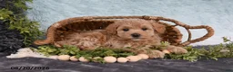 Havapoo dogs for sale: Starlight - Ad 3