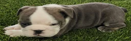 English Bulldog dogs for sale: Lydia English Bulldog Puppy  - Ad 2