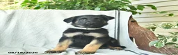 German Shepherd dogs for sale: Gus  - Ad 4
