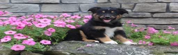 Australian Shepherd dogs for sale: Posie  - Ad 7