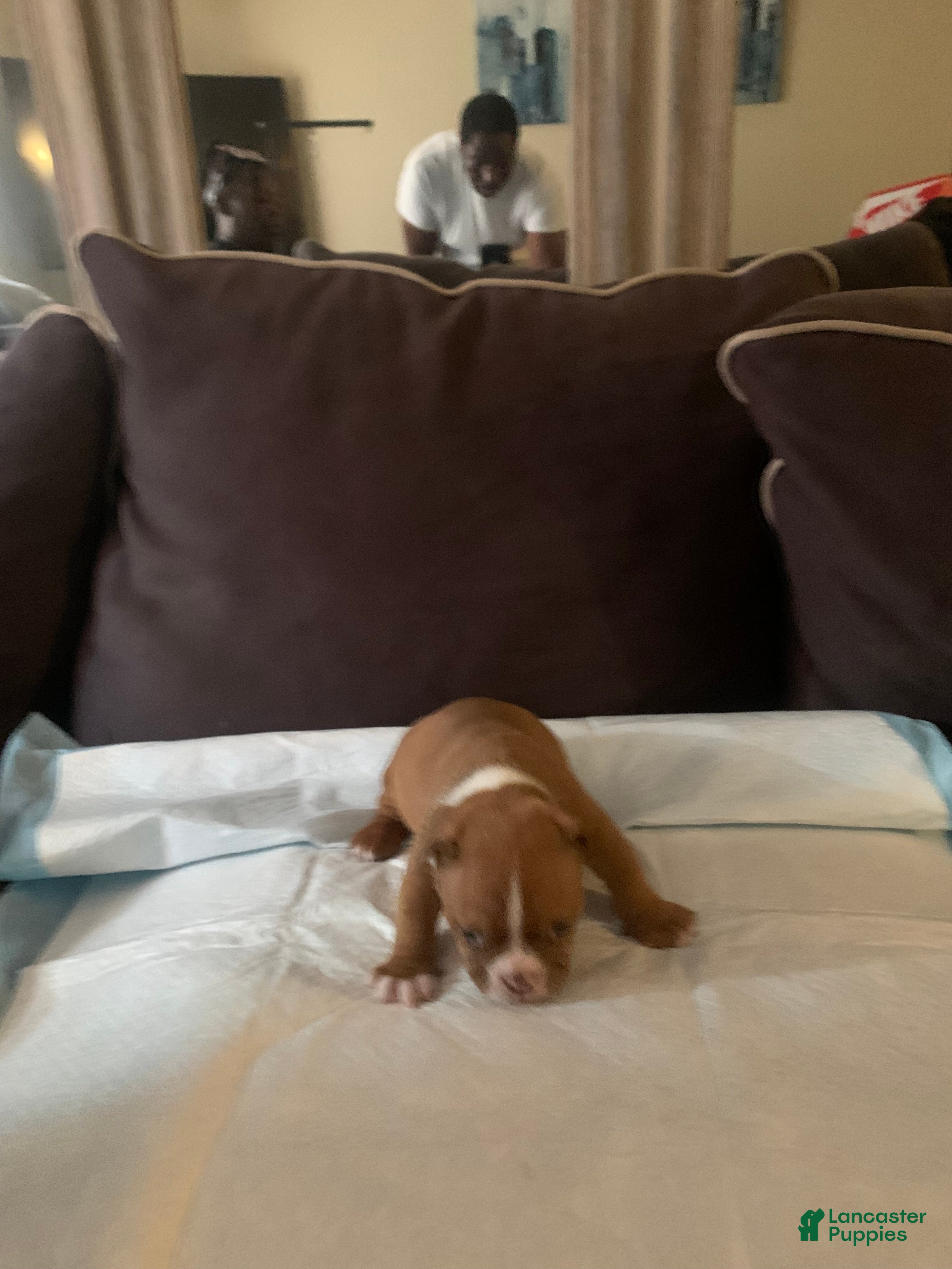 American Bully dogs American Bully 3 - Ad 16