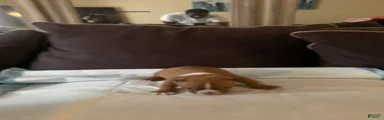 American Bully 3