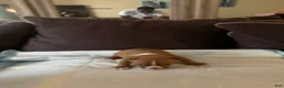 American Bully dogs for sale: American Bully 3 - Ad 1