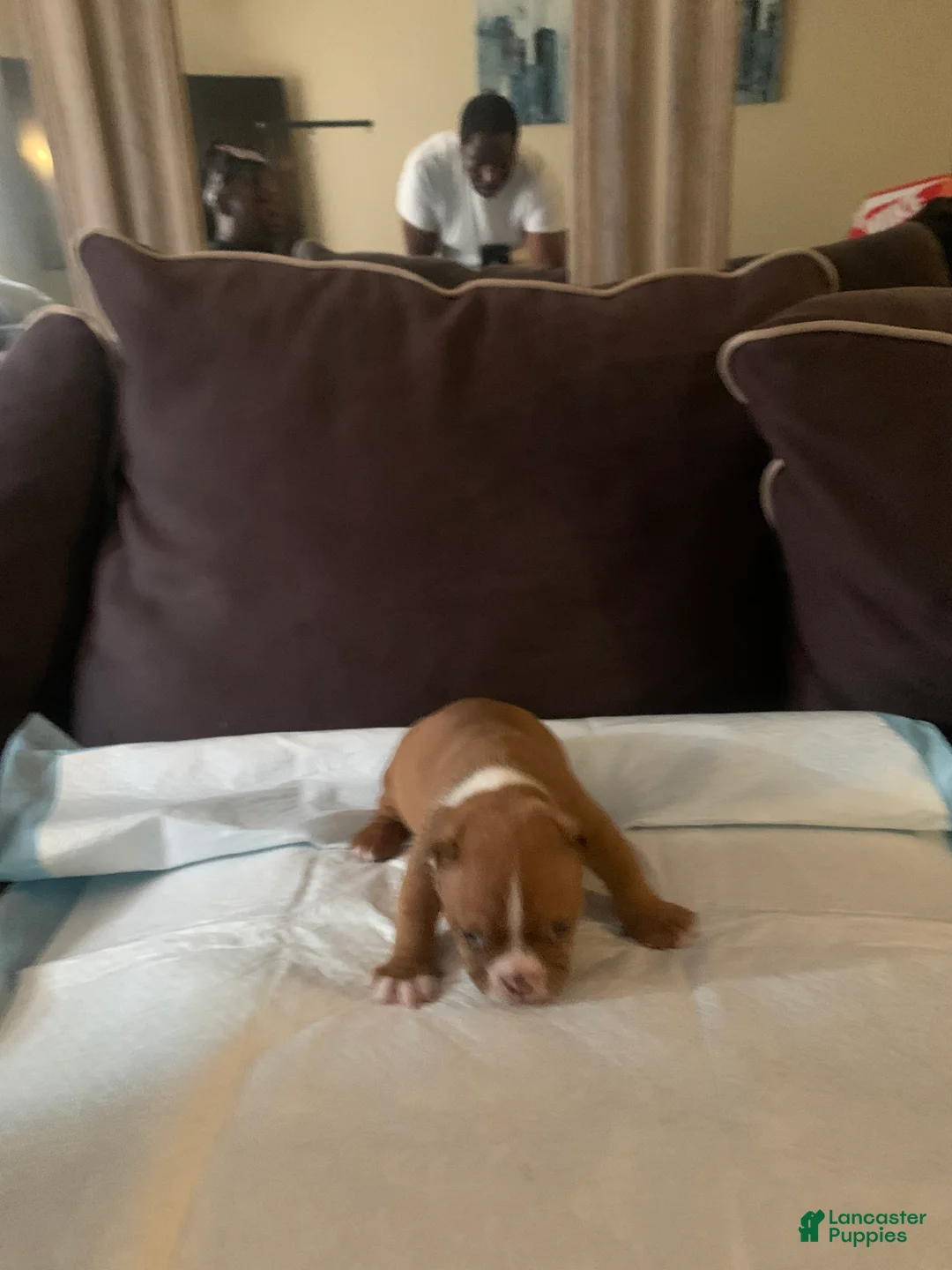 American Bully dogs for sale: American Bully 3 - Ad 1