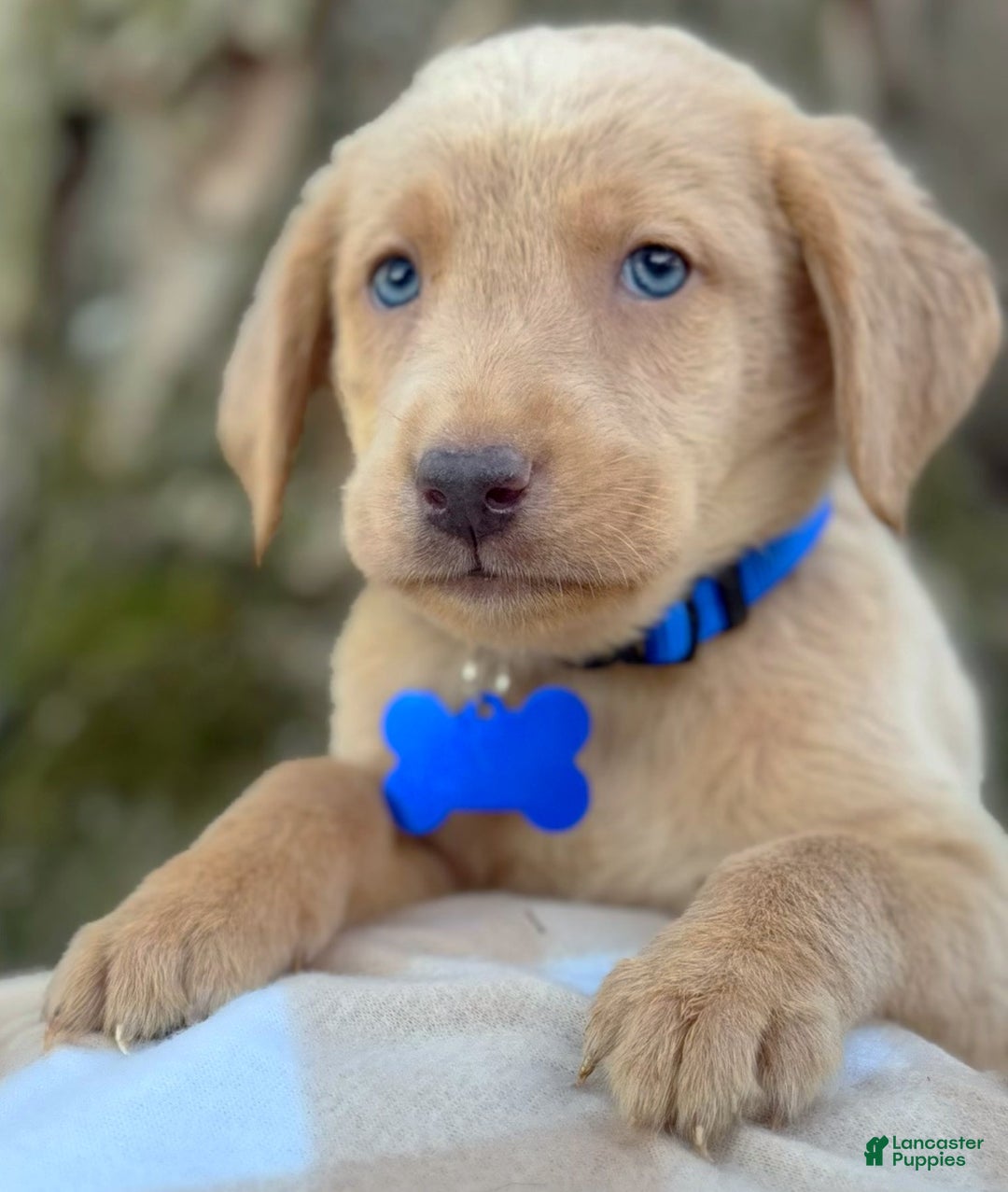 Labrador Retriever dogs for sale: Labrador Retriever Puppy 2 - Ad 20