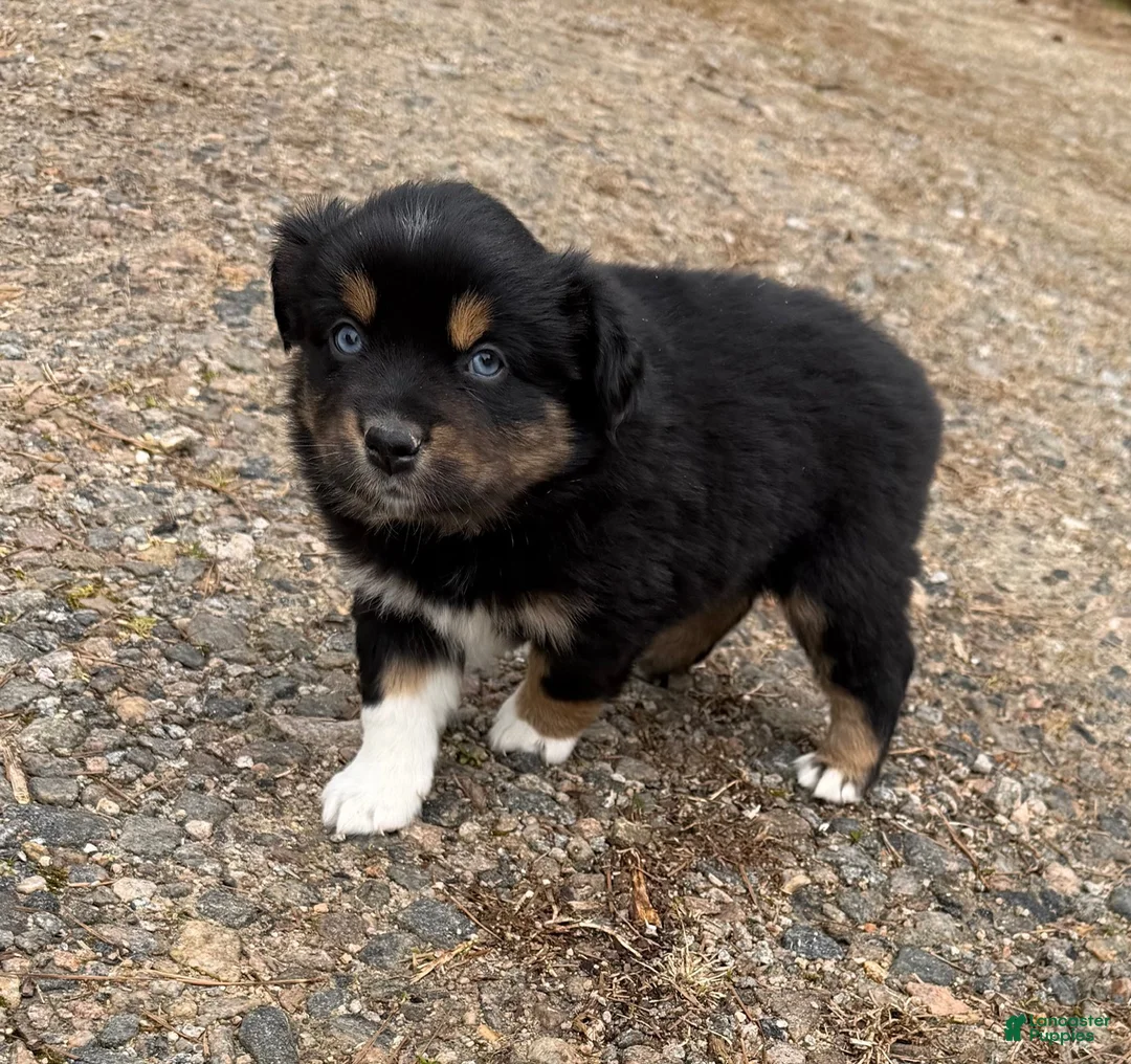 Australian Shepherd dogs for sale: Sugar - Ad 4
