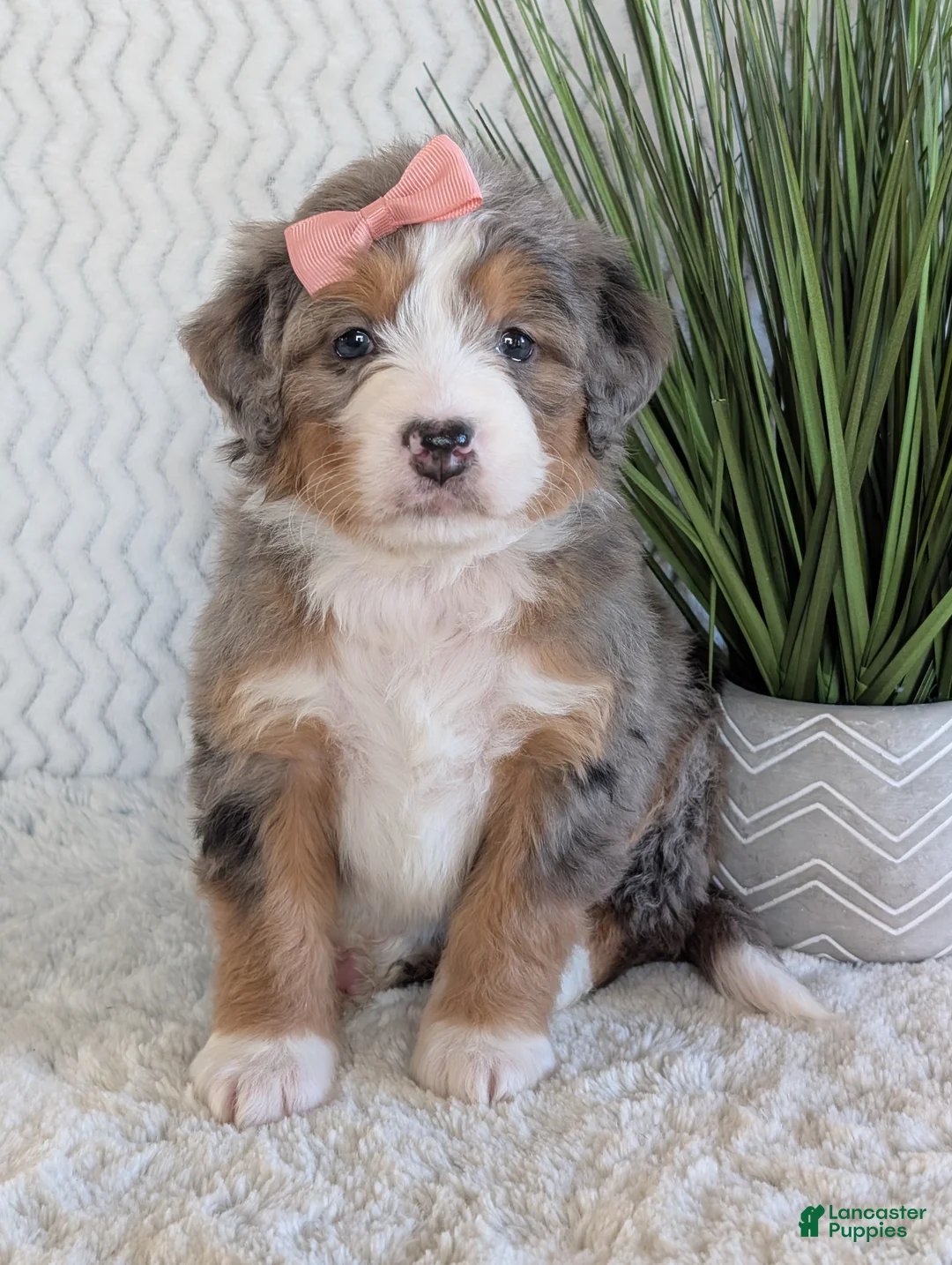 Mini Bernedoodle dogs for sale: Mini Indy  - Ad 17