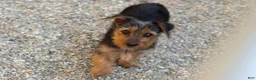 Yorkshire Terrier dogs for sale: Ollie - Ad 2