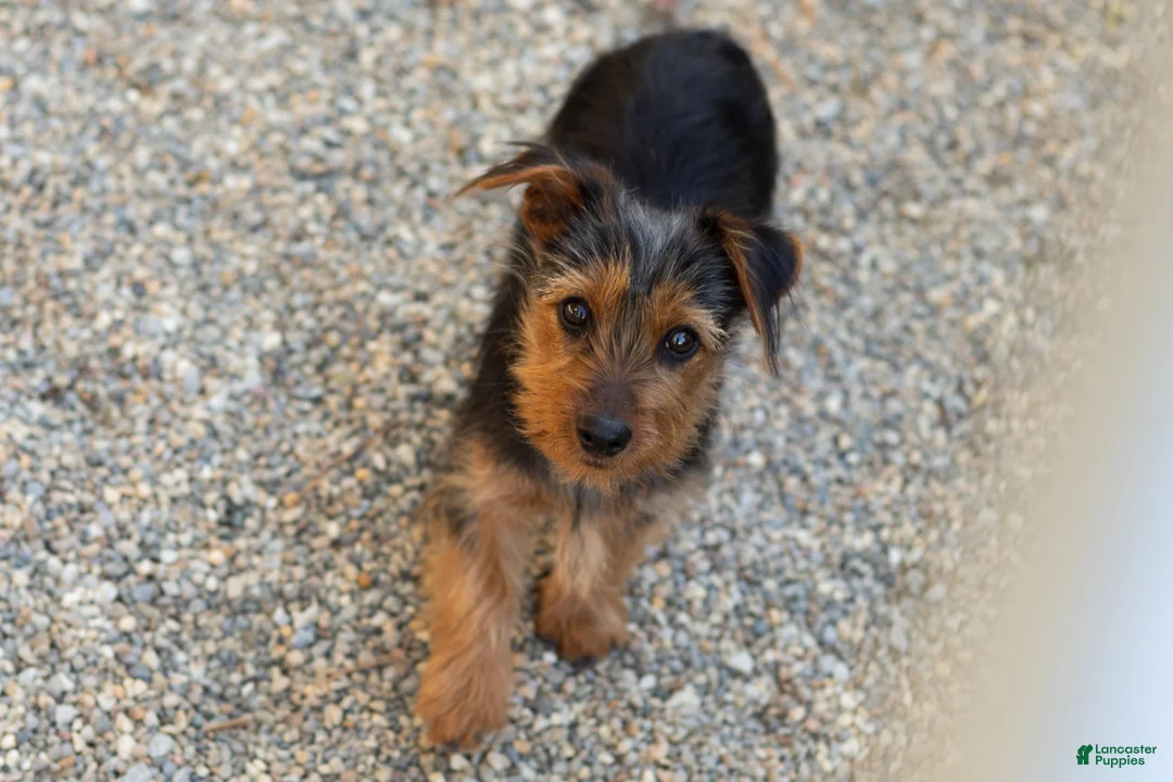 Yorkshire Terrier dogs for sale: Ollie - Ad 2