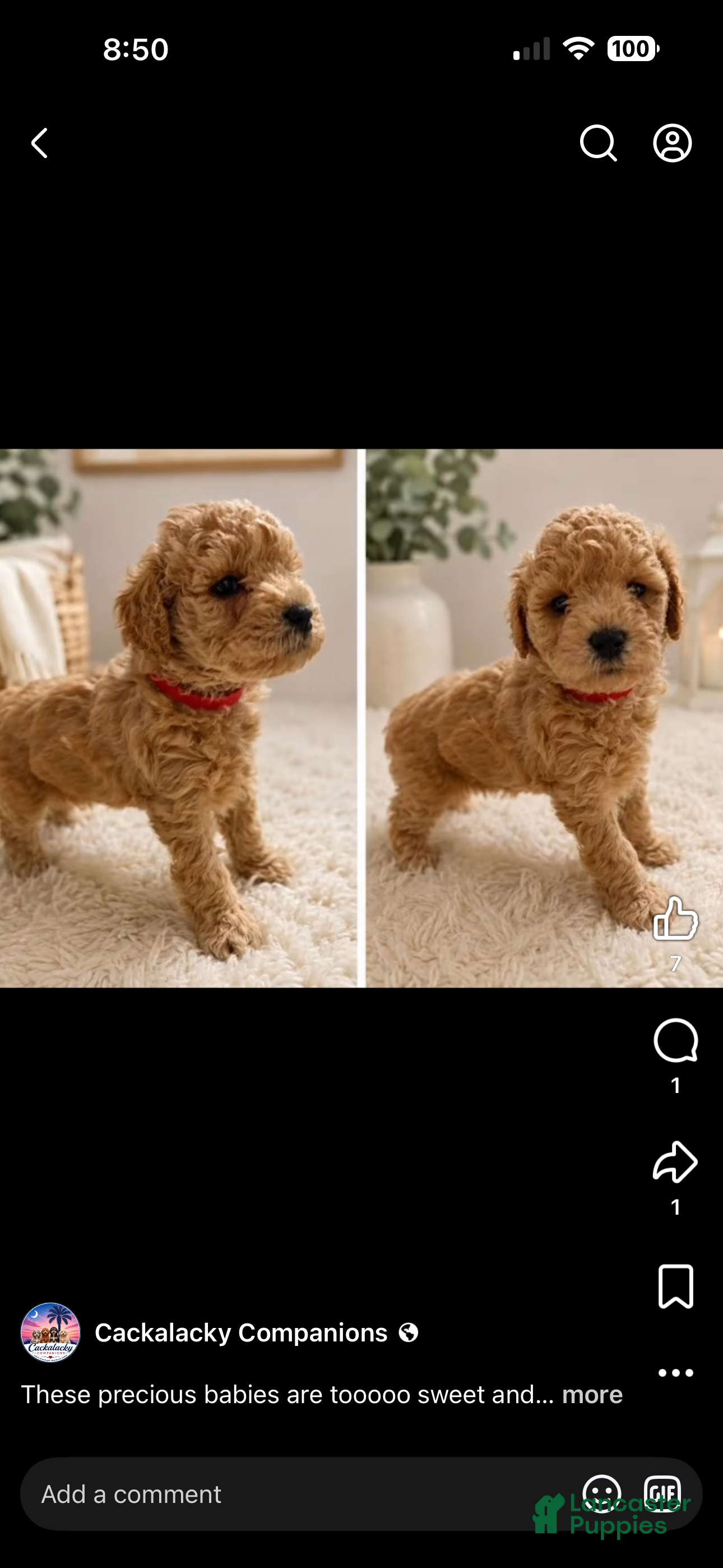 Mini Goldendoodle dogs Mini Goldendoodle 4 Latte - Ad 38
