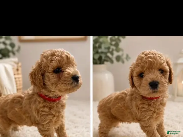 Mini Goldendoodle dogs for sale: Mini Goldendoodle 4 Latte - Ad 27