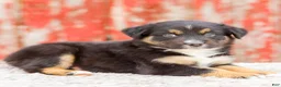 Australian Shepherd dogs for sale: Candace - Ad 4
