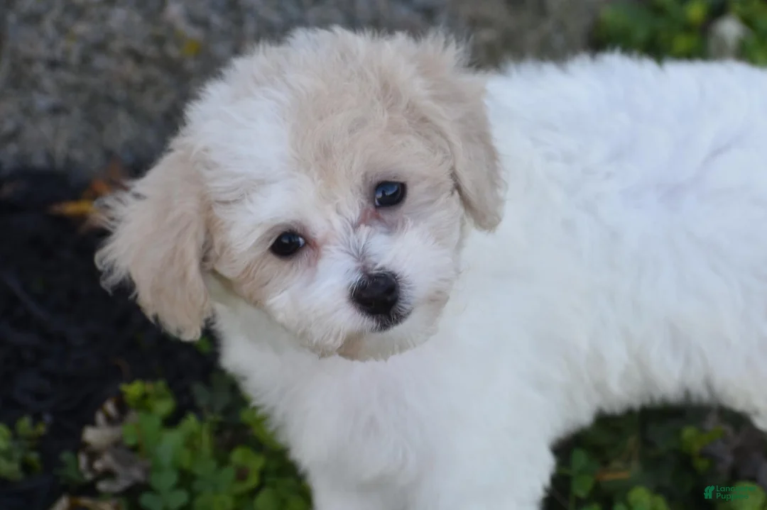 Bichpoo dogs for sale: Kitty - Ad 4