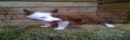 Border Collie dogs for sale: Border Collie 2 - Ad 3