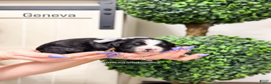 Geneva