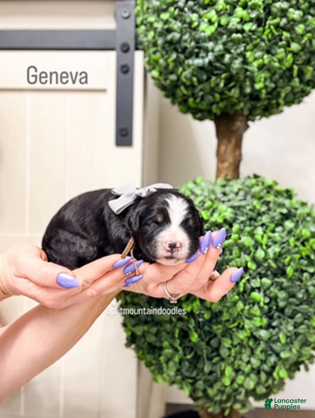 Bernedoodle dogs for sale: Geneva - Ad 1
