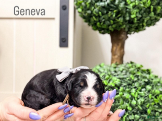 Bernedoodle dogs Geneva - Ad 17