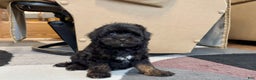 Havapoo dogs for sale: Havapoo Puppy 2 - Ad 7