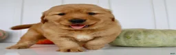 Golden Retriever dogs for sale: Brock Male AKC Golden Retriever - Ad 7