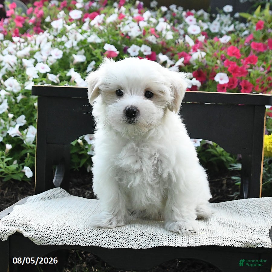 Maltipoo dogs Sunny  - Ad 2