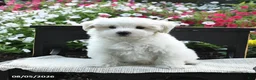 Maltipoo dogs for sale: Sunny  - Ad 2