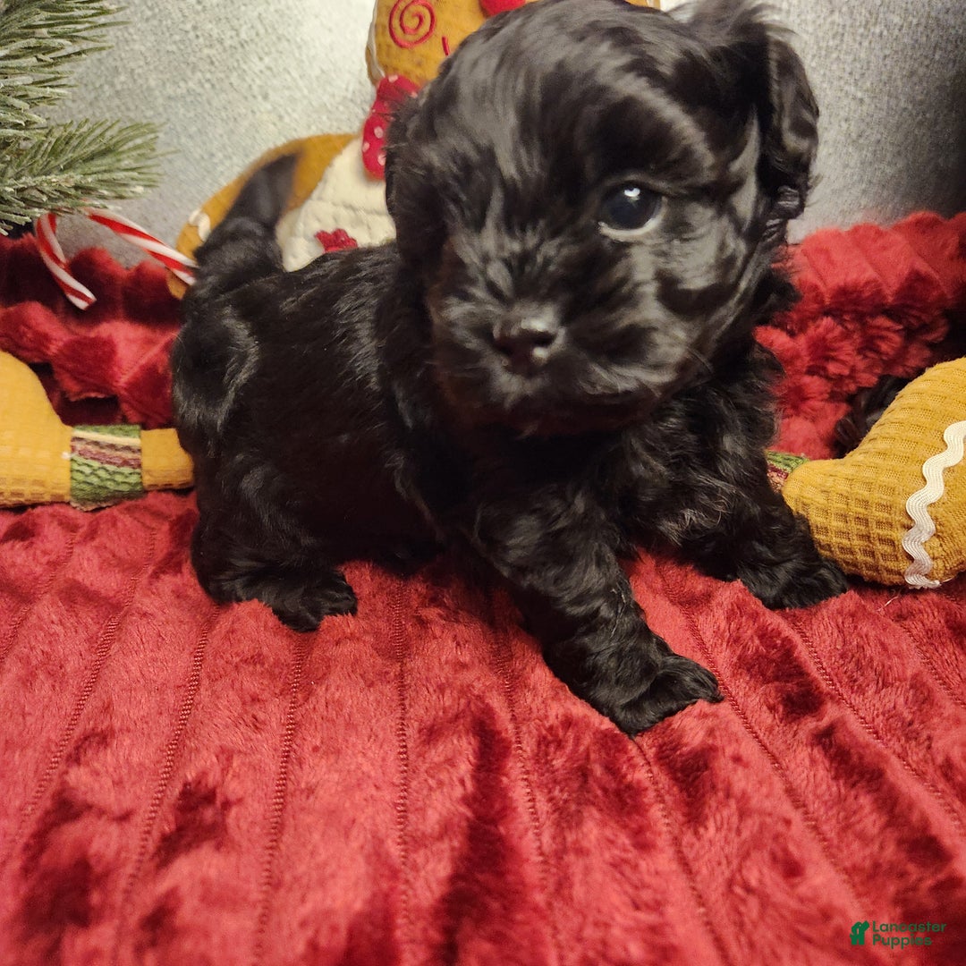 Shihpoo dogs for sale: Blue Collar Puppy 5 - Ad 2