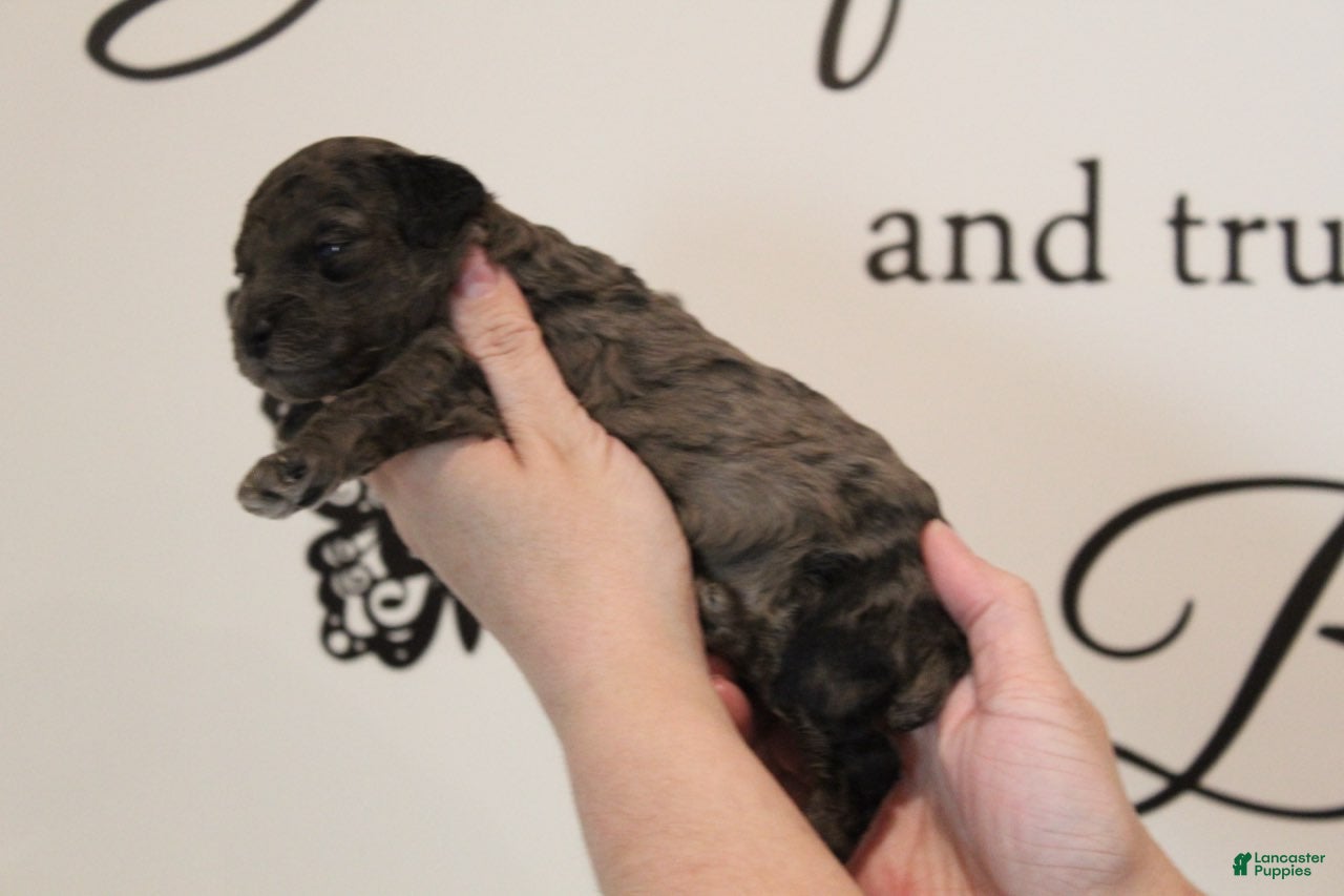 Toy Poodle dogs Boy 1 - Ad 1