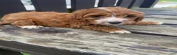 Cockapoo dogs for sale: Layla - Ad 7