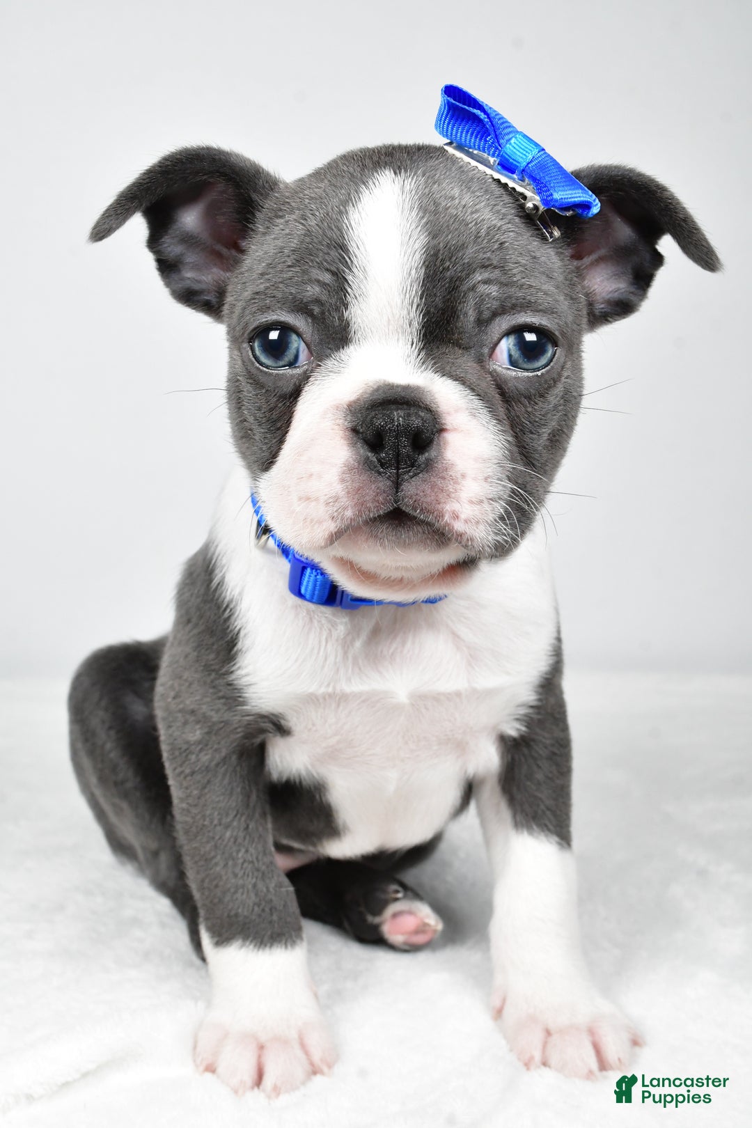 Boston Terrier dogs for sale: Griffin - Ad 9