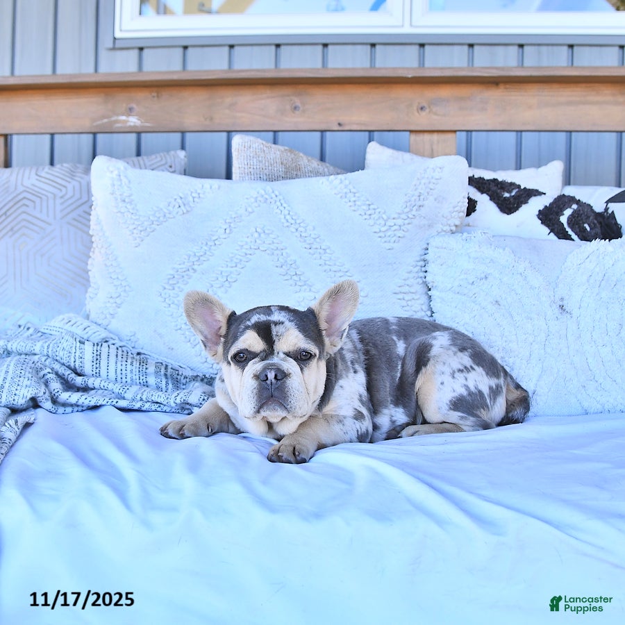 French Bulldog dogs Trixie - Ad 18