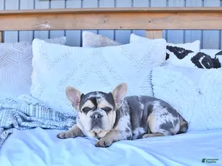 French Bulldog dogs Trixie - Ad 27