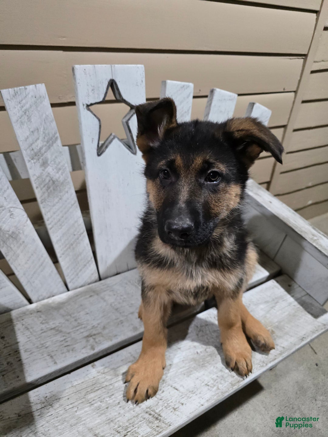 German Shepherd dogs for sale: Hunter - Ad 5