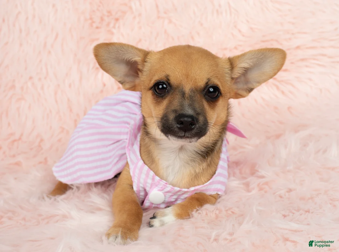 Chihuahua dogs for sale: Chloe - Ad 1