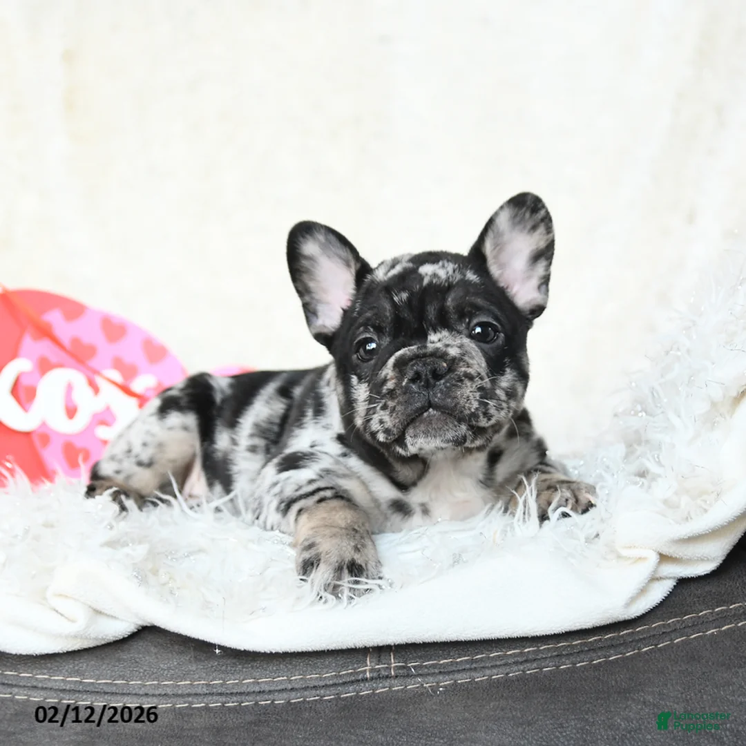 French Bulldog dogs for sale: Huckleberry - Ad 3