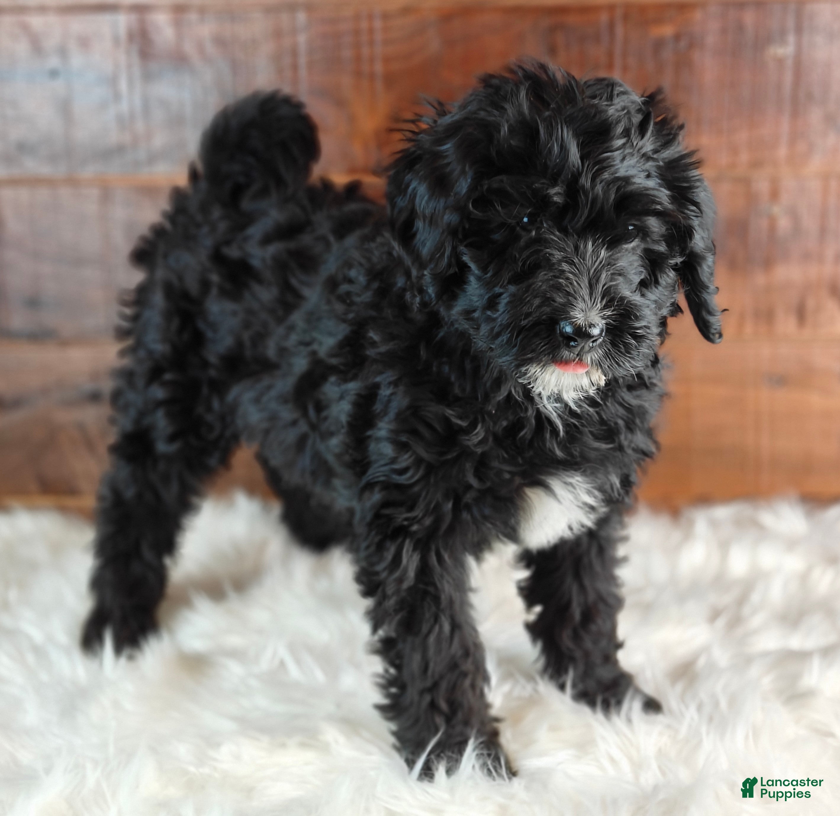 Bernedoodle dogs Coffey - Ad 2