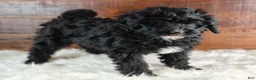 Bernedoodle dogs for sale: Coffey - Ad 2